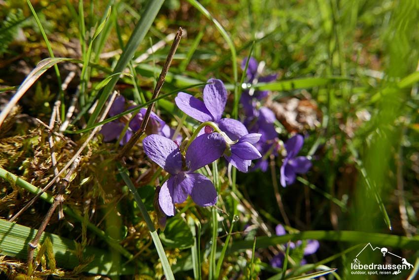 Blumen im Biosphaerenreservat Bliesgau