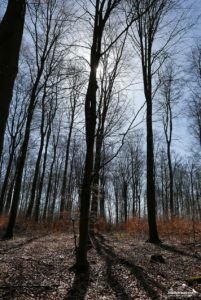 Mitten im Wald