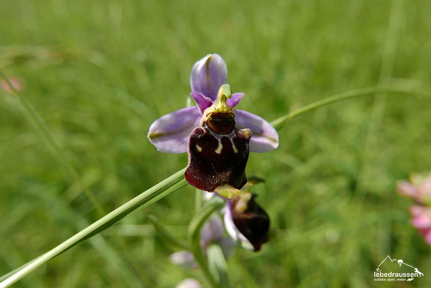 Orchidee Hummel-Ragwurz