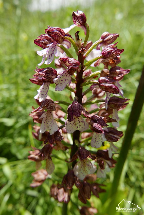 Orchidee Purpur Knabenkraut