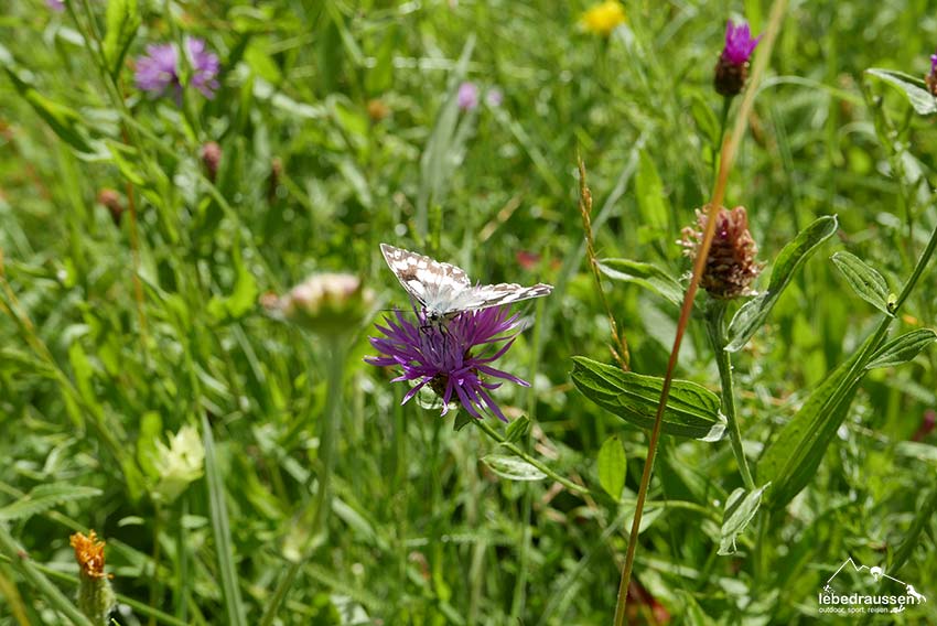 Schmetterling im Donaubergland