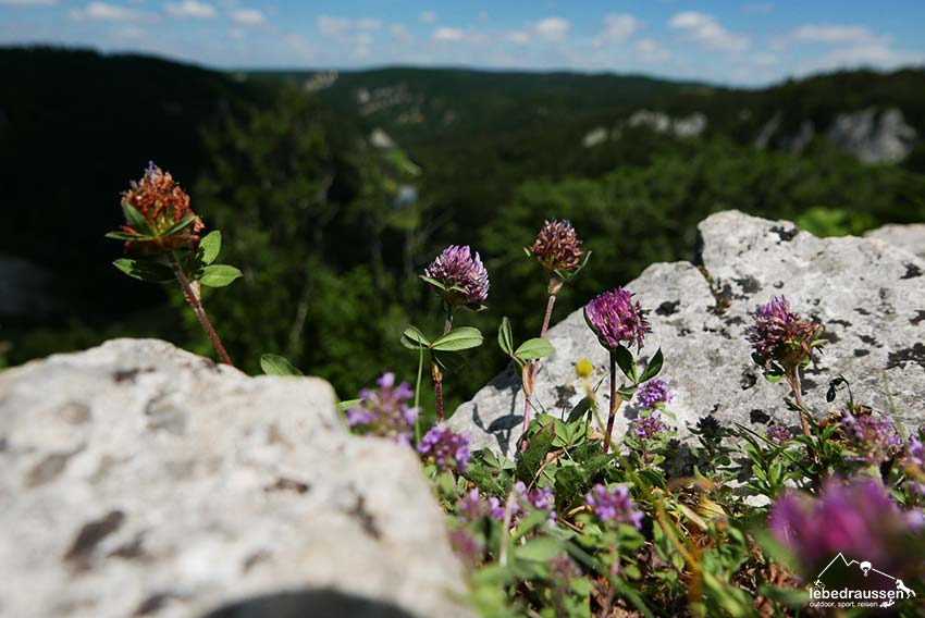 Wilder Thymian an der Ruine Kallenberg
