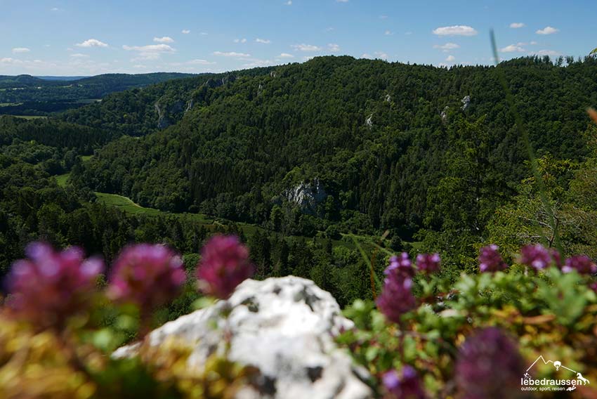 Wilder Thymian im Donauland