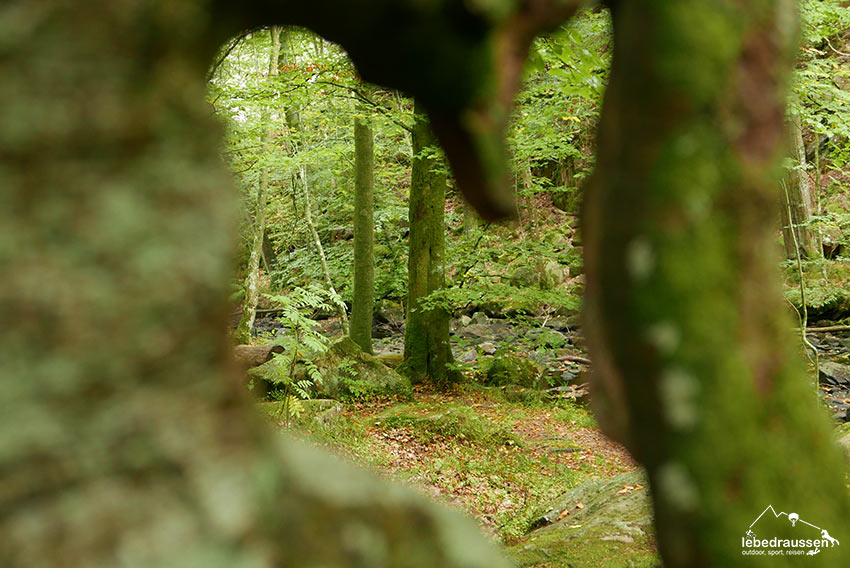 Hohler Baum Söderasen Nationalpark