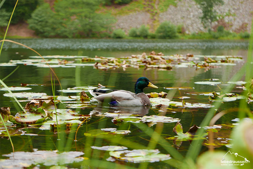Ente auf dem Odensjön
