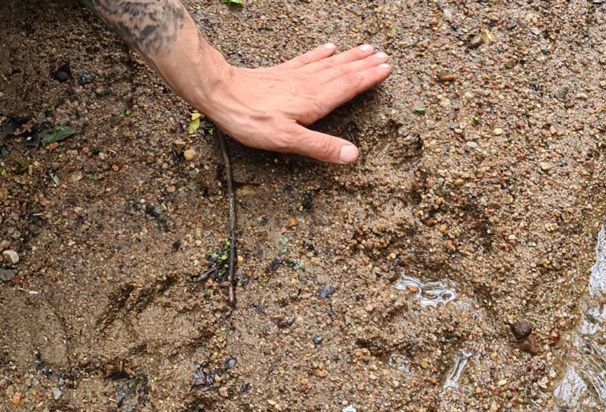 Spuren lesen bei der Wildnispädagogik Ausbildung