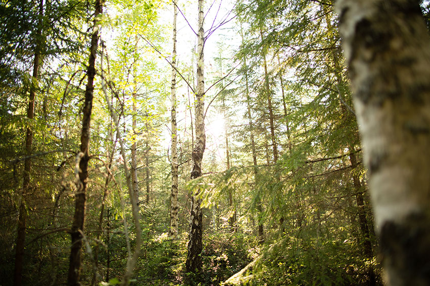 Im Wald mit der Wildnisschule